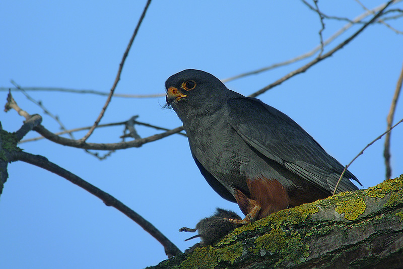 Falco Cuculo e Arvicola in Digiscoping